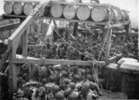 May, 1943. Approaching Attu. 7th Div. troops crowd the transport deck. [The Capture of Attu]