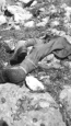 Attu, 1943. The body of an unknown Japanese soldier. [Mack Collings]