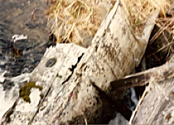 Possible plane wreckage lying on one of Attu's beaches.  [Kevin Mackey]