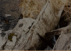 Possible plane wreckage lying on one of Attu's beaches.  [Kevin Mackey]