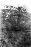 Another photo of Attu’s "tree" on an otherwise treeless landscape.  [Bill Greene]