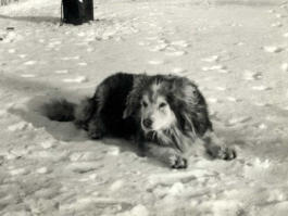 Boozer Laying In The Snow. [Steve Brown]