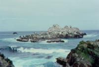 Birds & Sea Lions Abound Around Shemya! [George L. Smith]