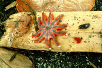 Sea Life Washes Ashore During Period Of Violent Waves. [George L. Smith]