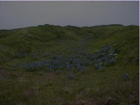 Shemya's Lupine in bloom