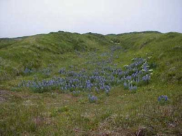 Shemya's Lupine in bloom