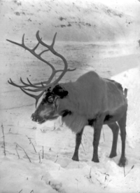 1. A Caribou on Umnak, 1942-43   [Sam Shout]