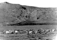  2. A herd of Caribou on Umnak, 1942-43   [Sam Shout]