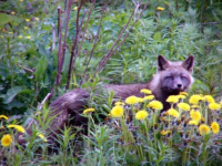 The Aleutian Blue Fox.  [Russ Marvin]