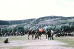 Wrestling Camels