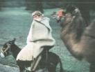 Passing a Camel Caravan On The Way To The Site!