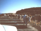 Passing Livestock En Route to the Site
