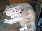 One of the Site "Moms" Gave Birth to a Beautiful Litter of Pups!