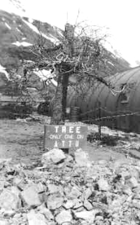 A "tree" "grows" on Attu! [Robert Arnts]