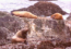 We Also Had Pets: Stellar Sea Lions. Northeast Side Of Island. [George Blood]