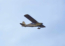 A Piper Cub Flying Around Shemya. Can They Be Refueled In Flight? ;-)  [George Blood]