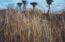 Shemya Tundra Flowers/Vegetation. [Tom Ryan]