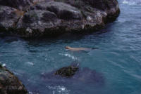 Seals Around Shemya! [George L. Smith]