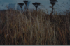 Shemya Tundra Flowers/Vegetation. [Tom Ryan]