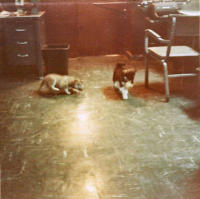Shemya Pups In The Cargo Office, 1968. [John Dailey]
