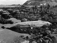 A Dead Whale Beaches on Shemya. [George L. Smith]