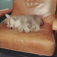 Shemya Pup Taking A Nap. [John Dailey]