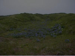 Shemya's Lupine in bloom