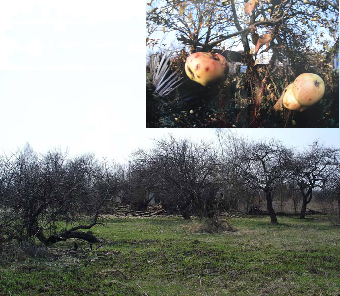 Poisoned Fruit From Bended Trees