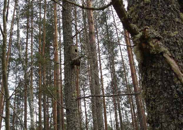 A nestling box in a tree...