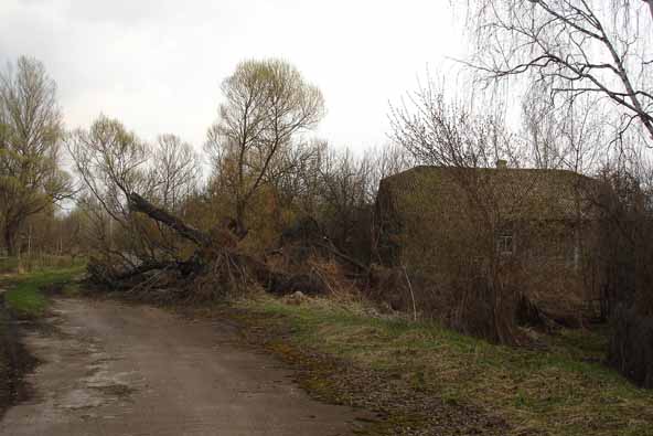 Dying or dead trees topple over.